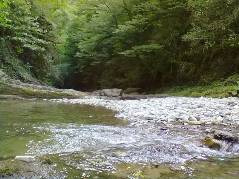 Stream in Forest — Green, Serene, Afternoon, Photograph, Trees, Rocks, Water, Brown, White