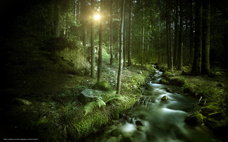 Stream in Forest — Green, Serene, Afternoon, Photograph, Trees, Sunlight