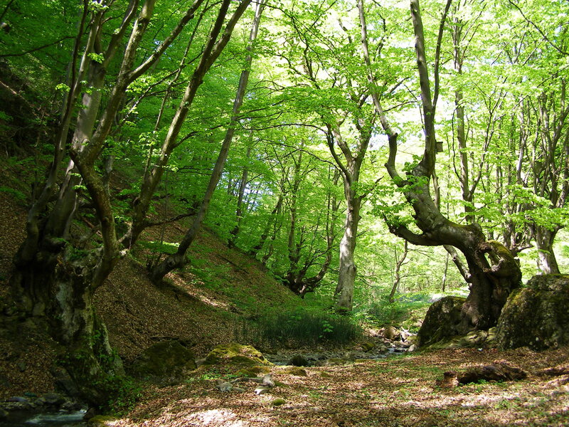 Stream in Forest — Green, Serene, Afternoon, Photograph, Trees