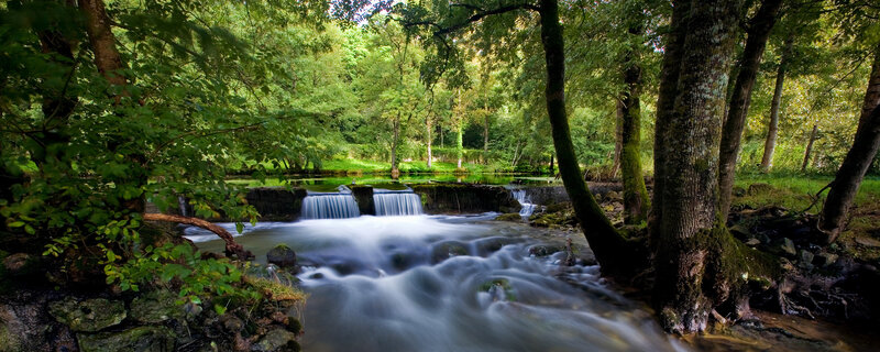 Stream in Forest — Green, Serene, Afternoon, Photograph, Trees, Waterfall, Rocks, Brown