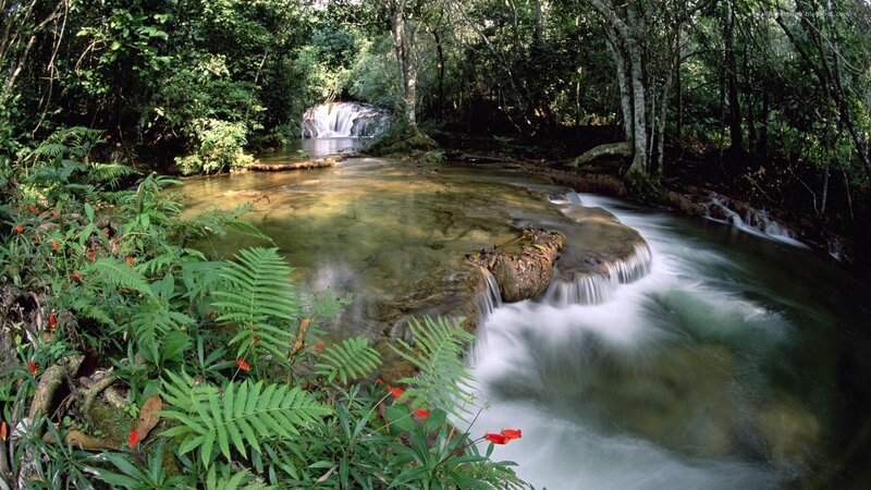 Stream in Forest — Green, Serene, Afternoon, Photograph, Waterfall, Trees, Ferns, Rocks