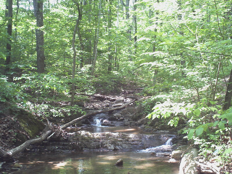 Stream in Forest — Green, Serene, Afternoon