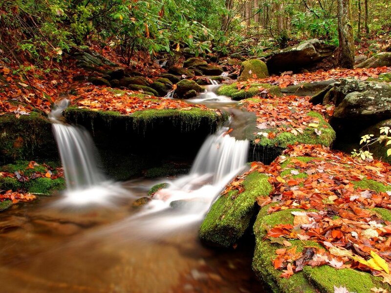 Stream in Forest — Green, Serene, Autumn, Photograph, Leaves, Rocks, Moss