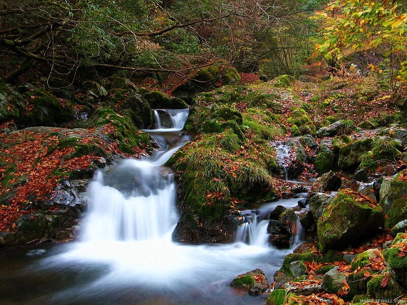 Stream in Forest — Green, Serene, Autumn, Photograph, Moss