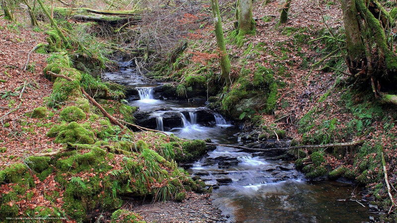 Stream in Forest — Green, Serene, Autumn, Photograph, Moss, Trees, Fallen Leaves
