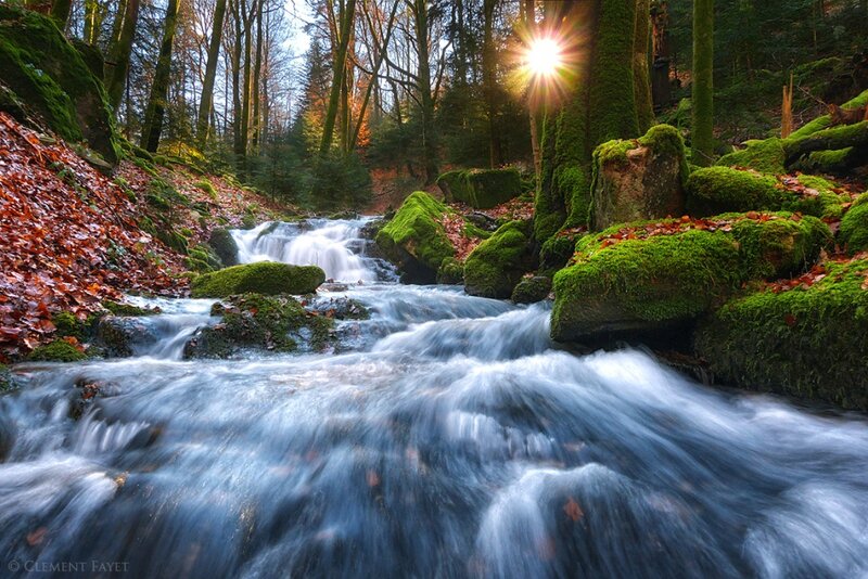 Stream in Forest — Green, Serene, Autumn, Photograph, Moss, Trees