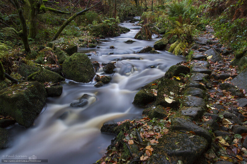Stream in Forest — Green, Serene, Autumn, Photograph, Rocks, Fallen Leaves