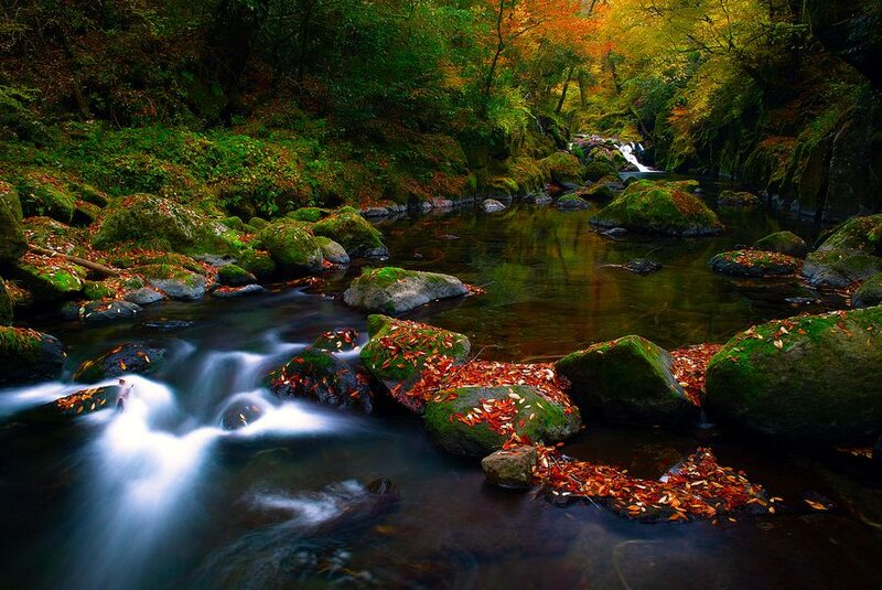 Stream in Forest — Green, Serene, Autumn, Photograph, Rocks, Leaves