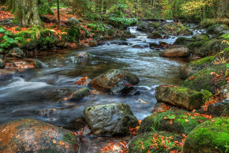 Stream in Forest — Green, Serene, Autumn, Photograph, Rocks, Moss, Fallen Leaves