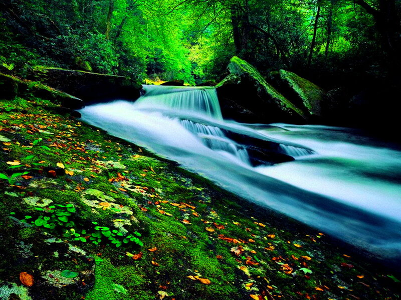 Stream in Forest — Green, Serene, Autumn, Photograph, Rocks, Moss, Leaves