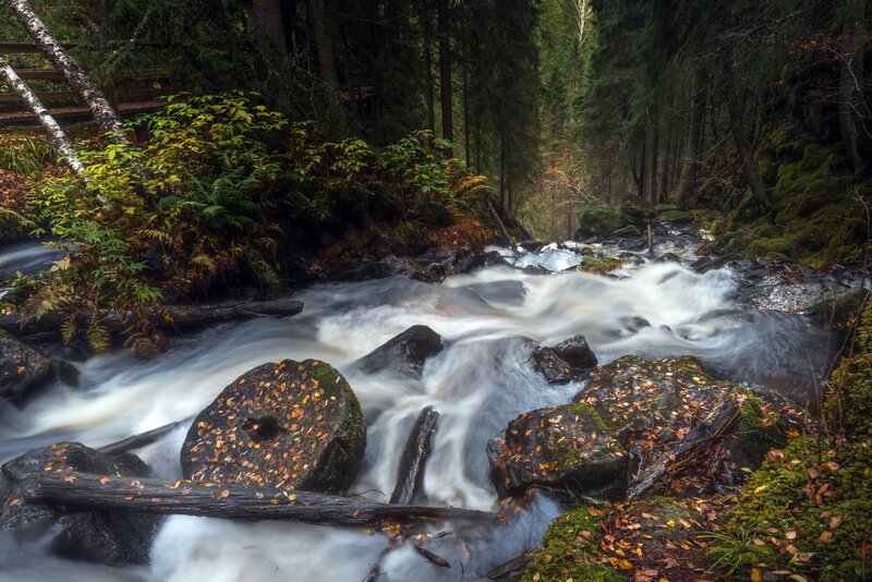 Stream in Forest — Green, Serene, Autumn, Photograph, Rocks, Trees, Fallen Leaves