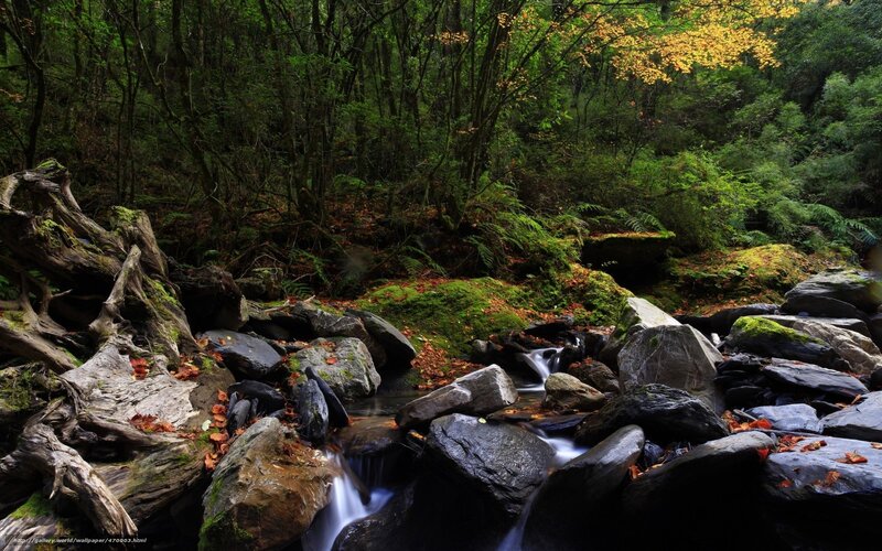 Stream in Forest — Green, Serene, Autumn, Photograph, Rocks, Trees, Moss, Brown, Gray