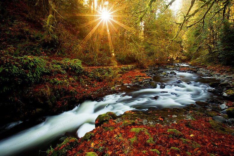 Stream in Forest — Green, Serene, Autumn, Photograph, Sunlight