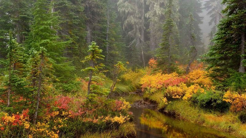 Stream in Forest — Green, Serene, Autumn, Photograph, Trees, Bushes, Mist