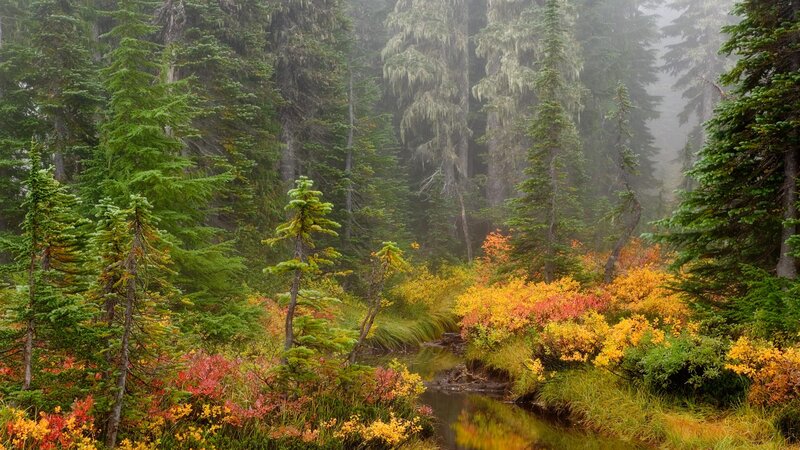 Stream in Forest — Green, Serene, Autumn, Photograph, Trees, Bushes, Mist, Yellow