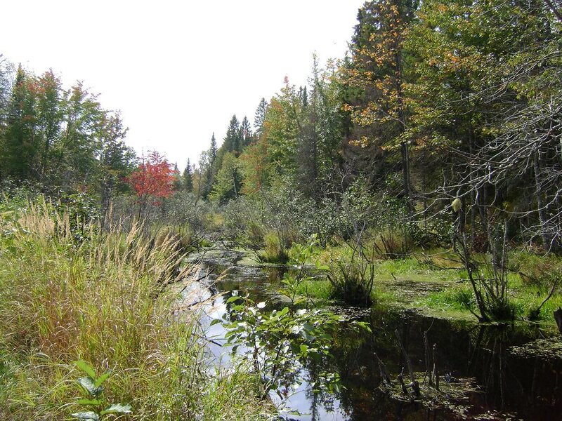 Stream in Forest — Green, Serene, Autumn, Photograph, Trees, Grass