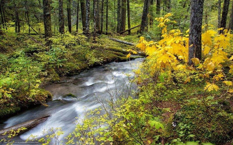 Stream in Forest — Green, Serene, Autumn, Photograph, Trees, Leaves, Moss