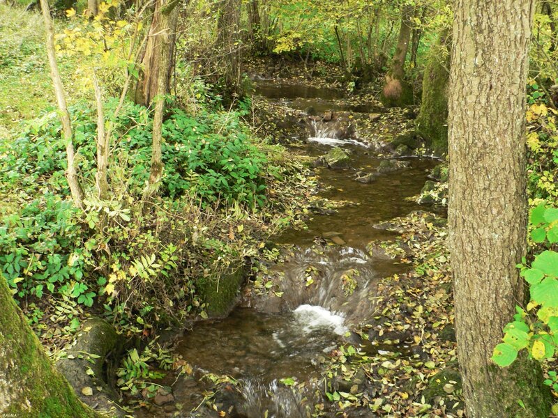 Stream in Forest — Green, Serene, Autumn, Photograph, Trees, Leaves, Rocks, Brown