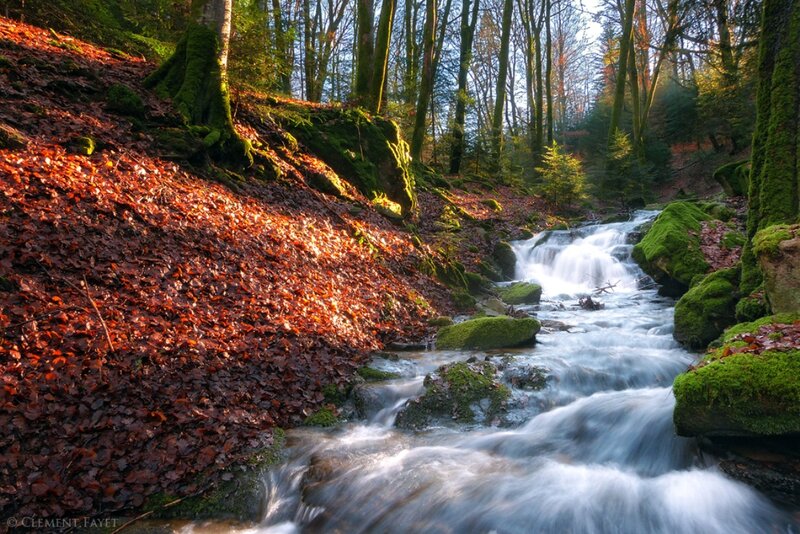 Stream in Forest — Green, Serene, Autumn, Photograph, Trees, Leaves, Rocks, Moss