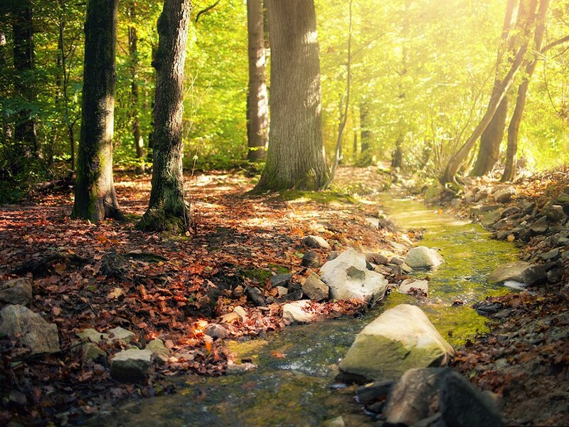 Stream in Forest — Green, Serene, Autumn, Photograph, Trees, Leaves, Rocks