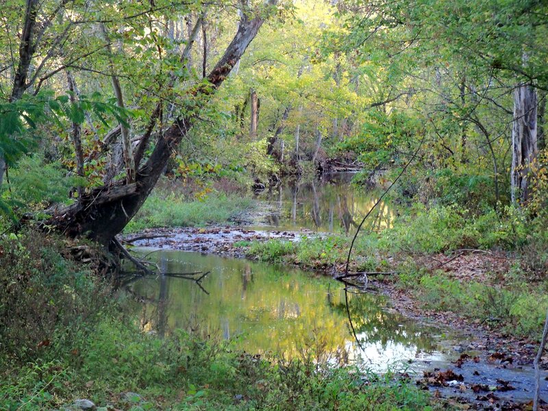 Stream in Forest — Green, Serene, Autumn, Photograph, Trees, Leaves, Water