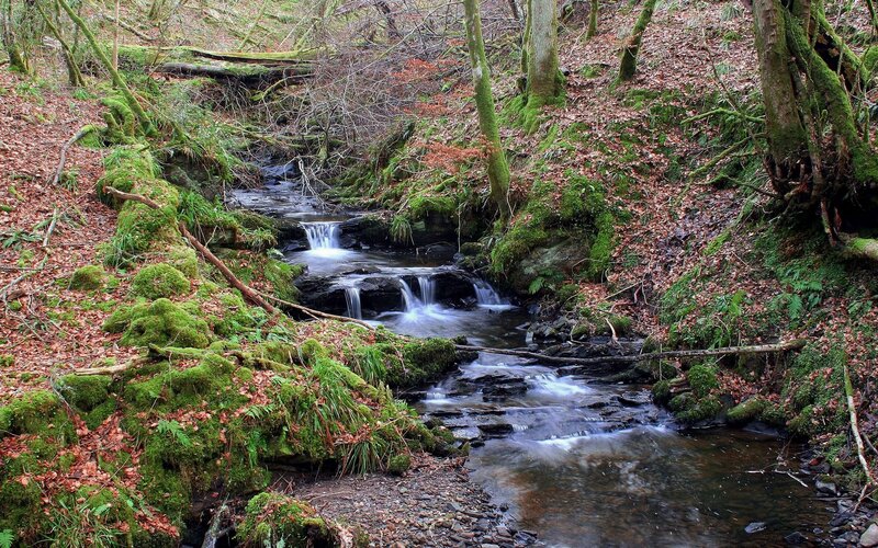 Stream in Forest — Green, Serene, Autumn, Photograph, Trees, Moss, Fallen Leaves, Brown