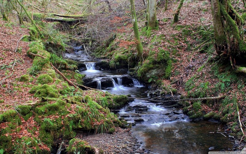 Stream in Forest — Green, Serene, Autumn, Photograph, Trees, Moss, Fallen Leaves
