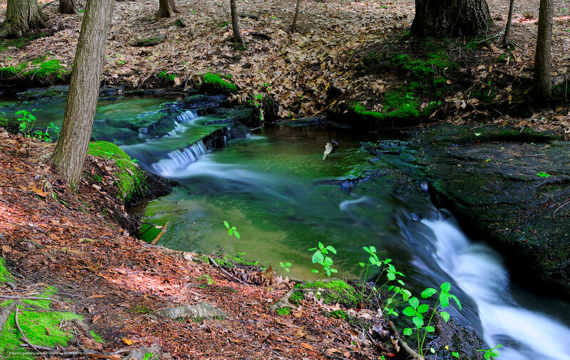 Stream in Forest — Green, Serene, Autumn, Photograph, Trees, Moss, Leaves