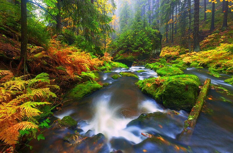 Stream in Forest — Green, Serene, Autumn, Photograph, Trees, Moss, Rocks, Fallen Leaves