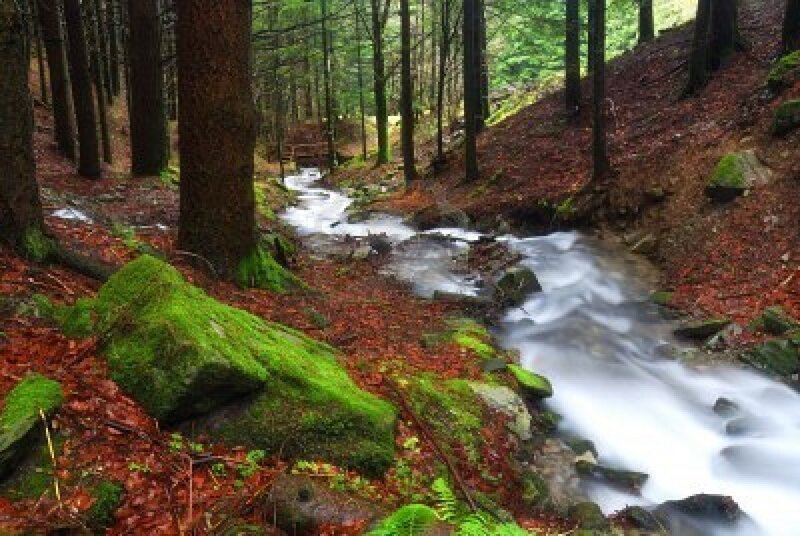 Stream in Forest — Green, Serene, Autumn, Photograph, Trees, Moss