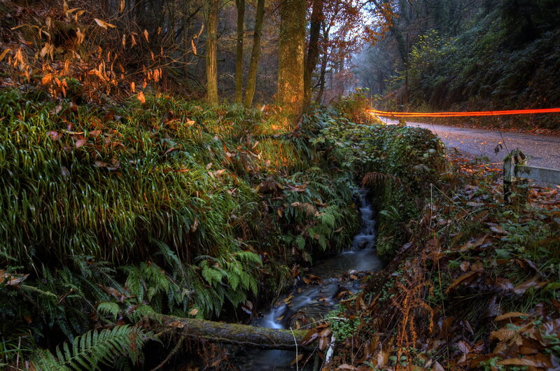 Stream in Forest — Green, Serene, Autumn, Photograph, Trees, Road, Light Streak