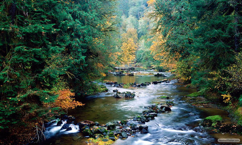 Stream in Forest — Green, Serene, Autumn, Photograph, Trees, Rocks, Fallen Leaves