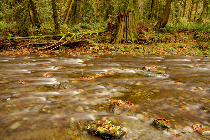 Stream in Forest — Green, Serene, Autumn, Photograph, Trees, Rocks, Leaves
