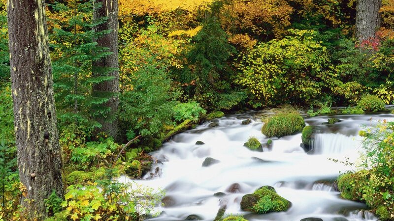 Stream in Forest — Green, Serene, Autumn, Photograph, Trees, Rocks, Moss, Yellow