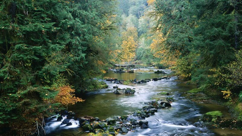 Stream in Forest — Green, Serene, Autumn, Photograph, Trees, Rocks, River, Brown
