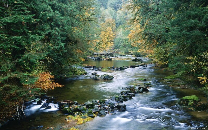 Stream in Forest — Green, Serene, Autumn, Photograph, Trees, Rocks, Water, Brown
