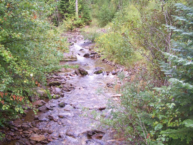 Stream in Forest — Green, Serene, Autumn, Photograph, Trees, Rocks, Water