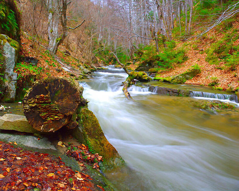 Stream in Forest — Green, Serene, Autumn, Photograph, Trees