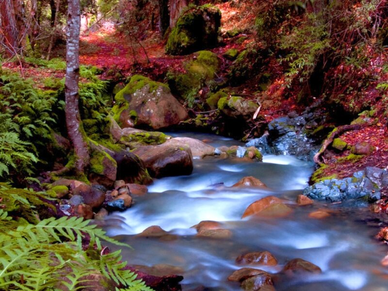 Stream in Forest — Green, Serene, Autumn