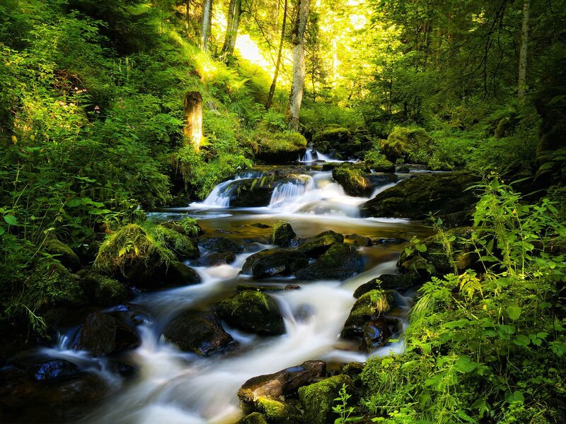 Stream in Forest — Green, Serene, Daytime