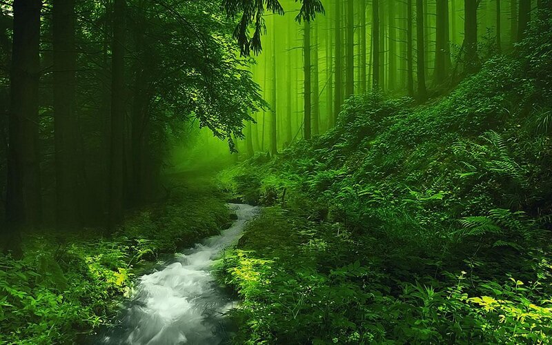 Stream in Forest — Green, Serene, Morning, Digital Art, Trees