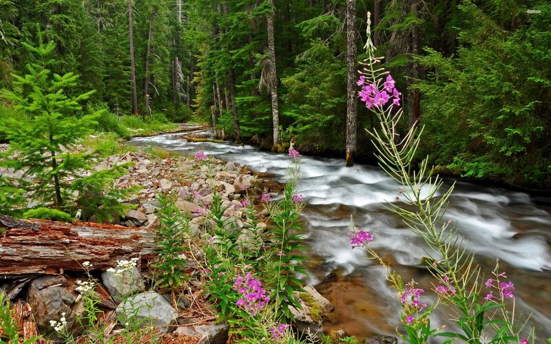 Stream in Forest — Green, Serene, Morning, Photograph, Flowers