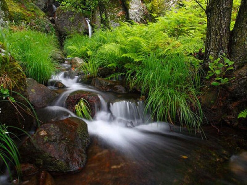 Stream in Forest — Green, Serene, Morning, Photograph, Rocks, Ferns