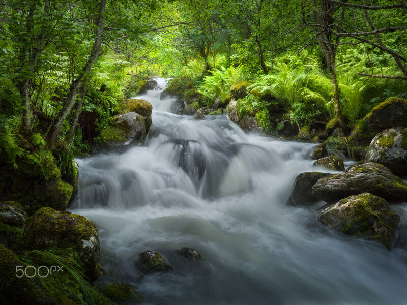 Stream in Forest — Green, Serene, Morning, Photograph, Rocks, Ferns, Trees