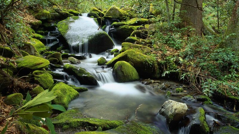 Stream in Forest — Green, Serene, Morning, Photograph, Rocks, Moss, Trees, Brown, White