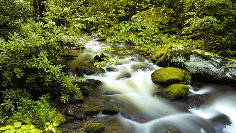 Stream in Forest — Green, Serene, Morning, Photograph, Rocks, Moss, Trees, White, Brown