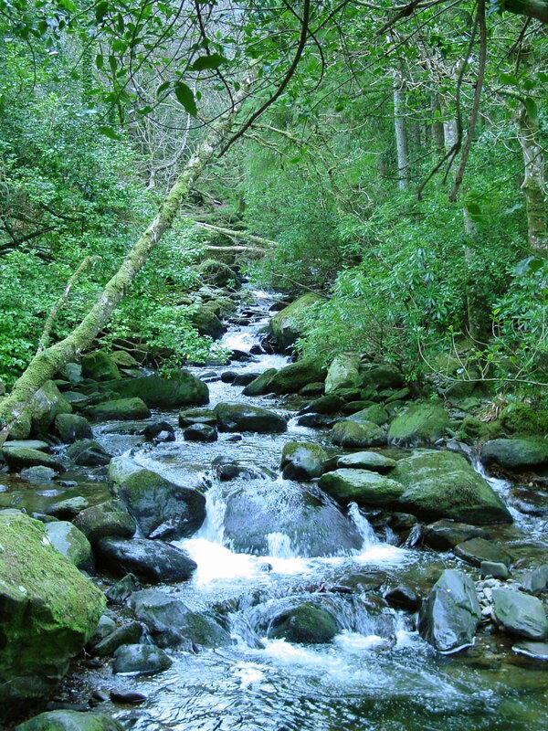 Stream in Forest — Green, Serene, Morning, Photograph, Rocks, Trees, Moss, Brown