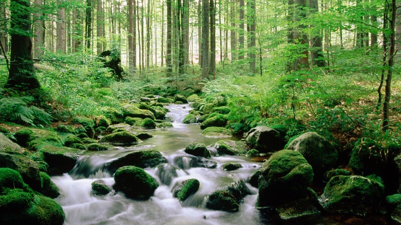 Stream in Forest — Green, Serene, Morning, Photograph, Rocks, Trees, Moss, Brown, White