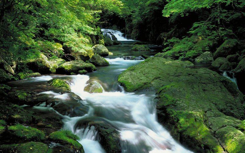 Stream in Forest — Green, Serene, Morning, Photograph, Rocks, Trees, Moss, White, Brown