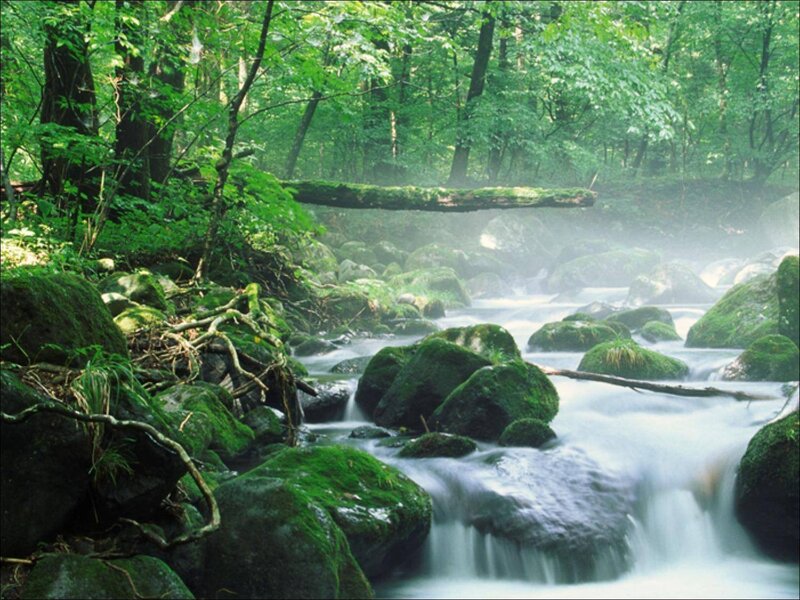 Stream in Forest — Green, Serene, Morning, Photograph, Rocks, Trees, Moss, White